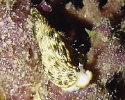 Photo: B. & S. Koretz; Eilat, Aug 2006; see a larger picture